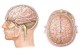Эхоэнцефалография головного мозга: вся информация об исследовании